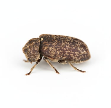 Vrillette du bois  – sciure et galeries