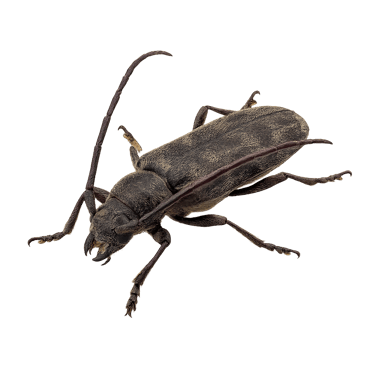 Traitement de charpente et parquet à Genève