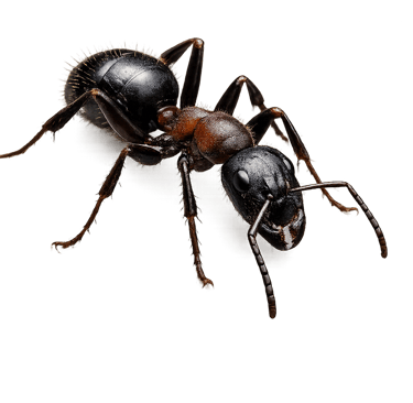 Fourmis charpentiere