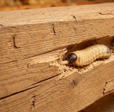 larve de capricorne vaud