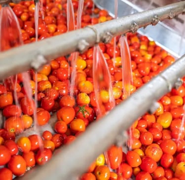 Fresh red tomatoes being washed by spray nozzle industrial food processing conveyor belt.