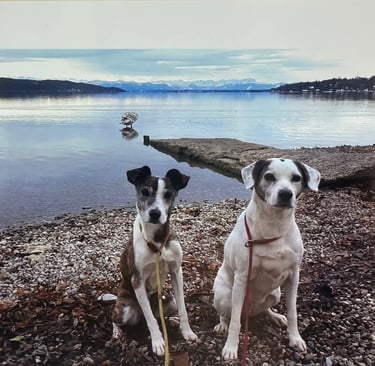 two dogs sitting on a rocky beach
