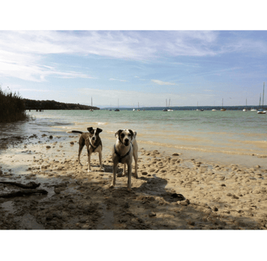 a dog is standing on the beach with a dog