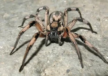 araignée araignées araignée araignées araignée araignées araignée araignées araignée araignées