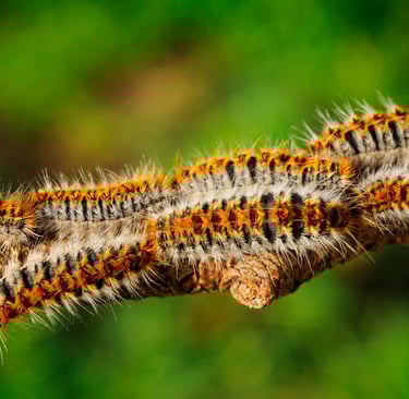 chenille processionnaire chenille processionnaire chenille processionnaire chenille processionnaire