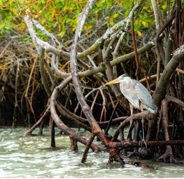 mangrove