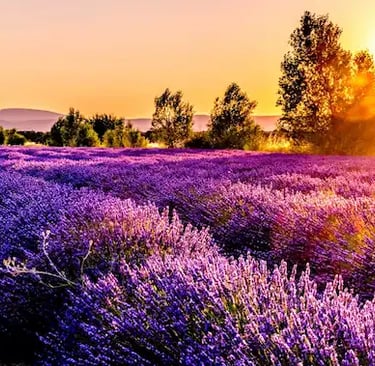 where to work in Marseille