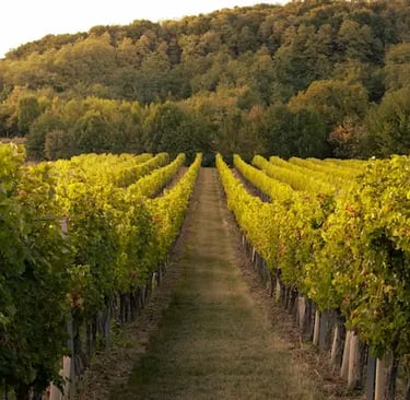 cafés to work from Mendoza