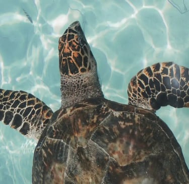 Activities to do in Cape Verde