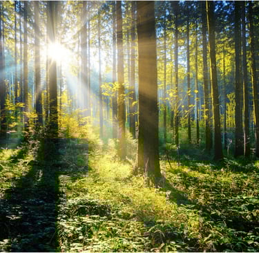 Seeing the wood for the trees. Sunlight shining through a forest