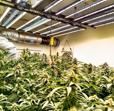 Salle de floraison remplie de fleurs de CBD indoor premium en Bretagne