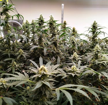 Fleurs de CBD premium cultivées en sol vivant, salle de floraison