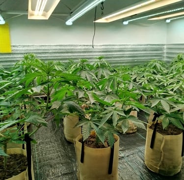 Culture de fleurs de CBD premium en espace de croissance contrôlé