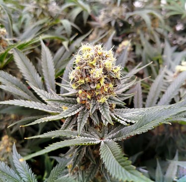 Fleurs de chanvre CBD naturelles et de haute qualité