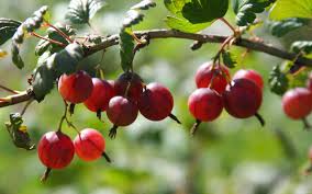 Gooseberries on branch