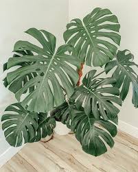 Monstera borsignana