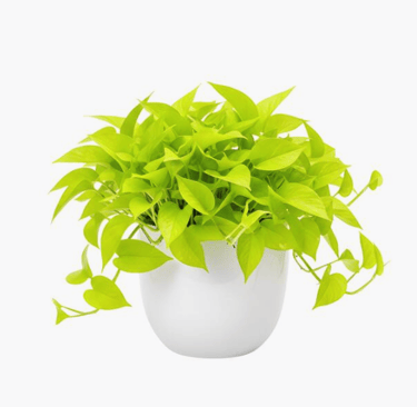 Neon green pothos
