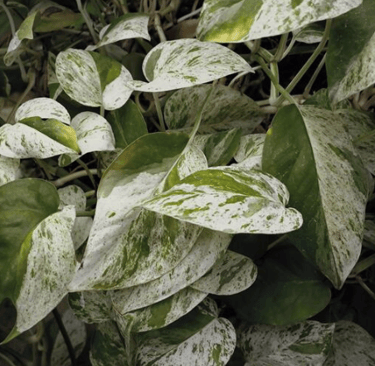 white pothos leaves