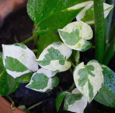 varigated pothos plant