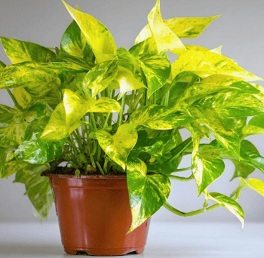 pothos in pot