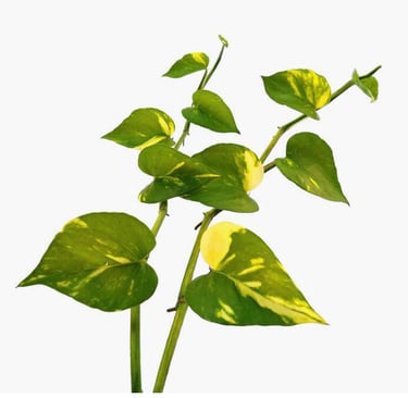 pothos leaves