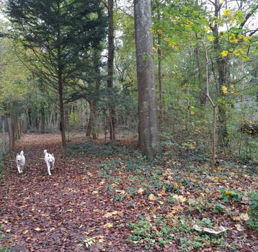 2 chiens se promenant dans la foret en seine et marne