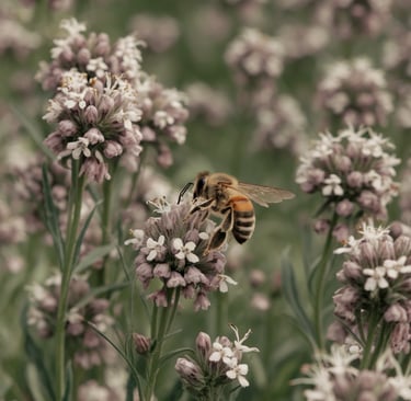One bee on a flower