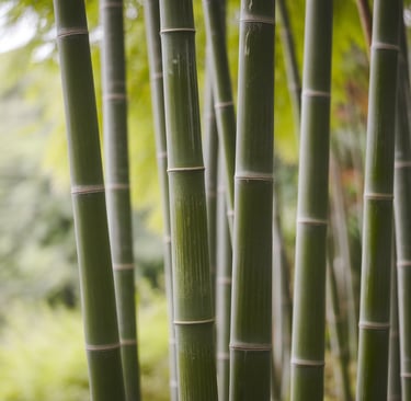 closeup of bamboo