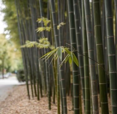 Bamboo on a street