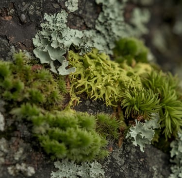 moss closeup
