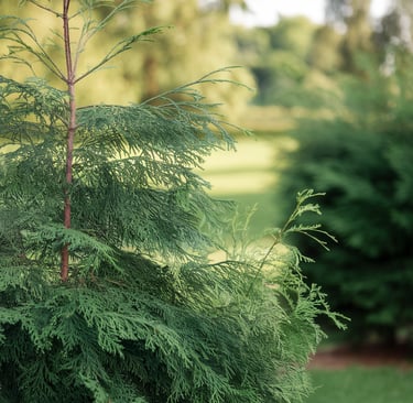 cedar tree