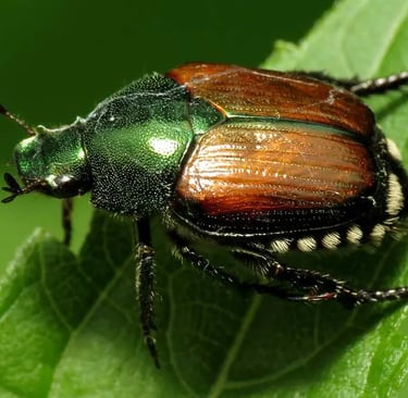 Chafer bettle closeup