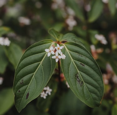 closeup on flowers
