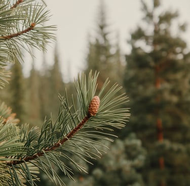 pine tree closeup