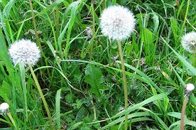 Local Vancouver Weeds