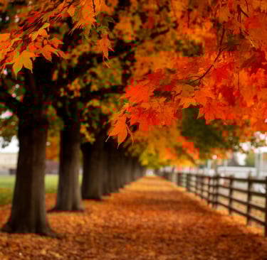 Fall Landscape Photo