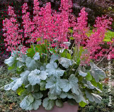 Heuchera