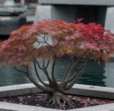 Japanese Maple