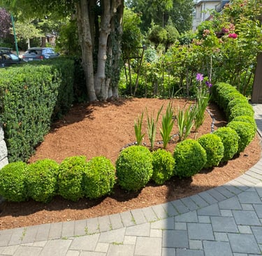 Light Brown Mulch with boxwoods