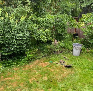 browned and damaged lawn