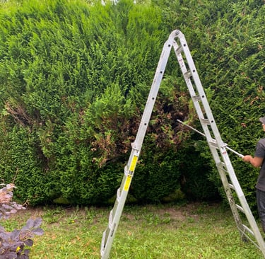 hedge trimming