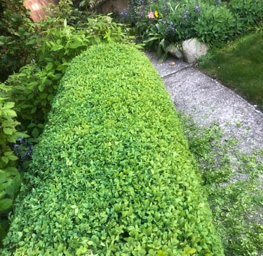Smoothed boxwood hedge