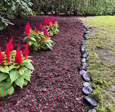 Flowers Red