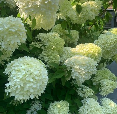 limelight panicle hydrangeas