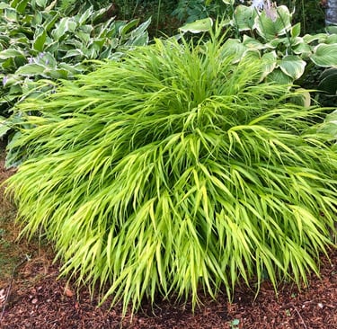 Japanese Forest Grass