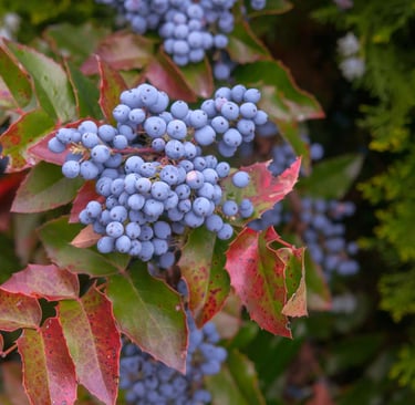 Oregon Grape