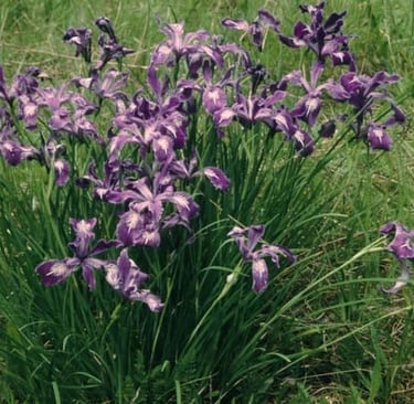 Pacific Coast Iris