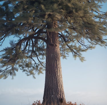 big pine tree