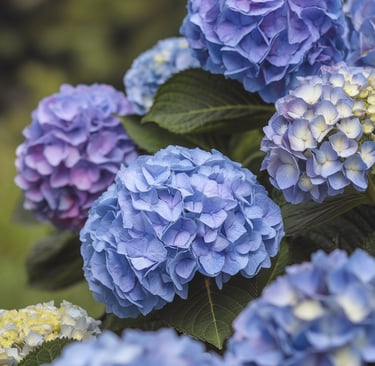 Blue hydrangea