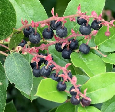 Salal